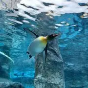 ぷ-の画像