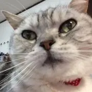 おとめ‎