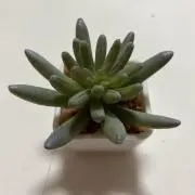 もりのり