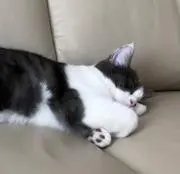 アルカリの画像
