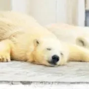 こひつじの画像