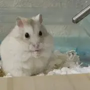 ポロロ✩.*˚の画像
