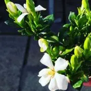 bio