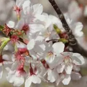香織