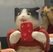ひめねこの画像