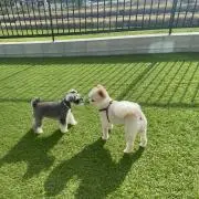 あやか