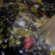 ひひの画像