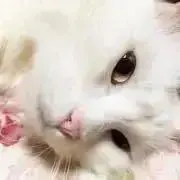 こはく屋の画像
