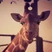 春の画像