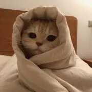 くろまめの画像