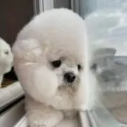 ちびの画像