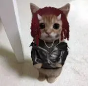 今週発送出来ませんの画像