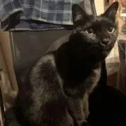 なる早発送の画像