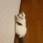 ちゃんやまの画像