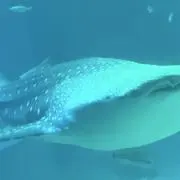 ヌーミン