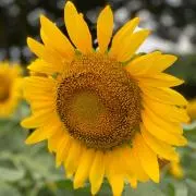 みさきの画像