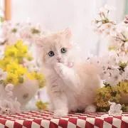しょこめろ