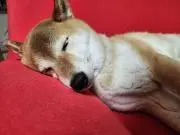 たろグレの画像