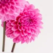 Saaaaaの画像