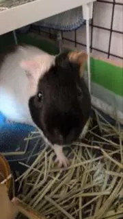おりゅ〜の画像