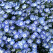 海月☆。.:＊・゜24時間以内発送の画像