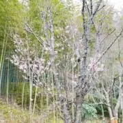 まーくんの画像