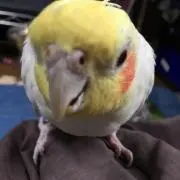 ぱらすて