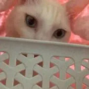 しまかまの画像