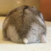 きなこ