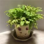 こたままの画像