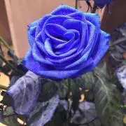 翌日発送✨タイミング良ければ即日発送