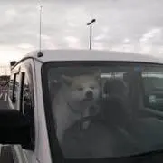 はっしーの画像