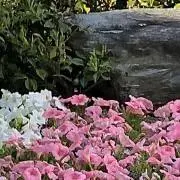 チロルチョコの画像