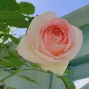 こったん