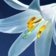 レオナルドの画像