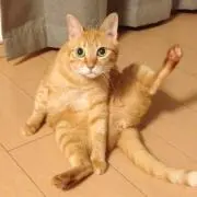 みかん
