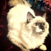 優✴︎未