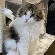 じん