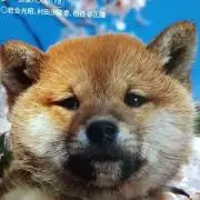 ポチぷるこの画像