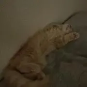 せら。