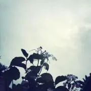 sarara *