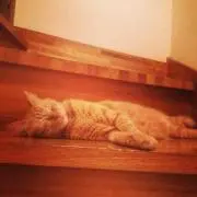 よ