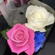 にゃーんの画像