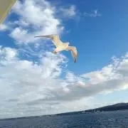 sanの画像