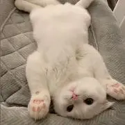 あーちゃんの画像