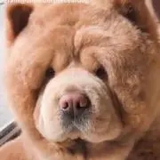 新品多数♡ひよこ♡