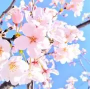 SAKU51対応可能です。コメント下さいの画像