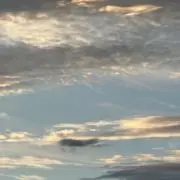 tigerの画像