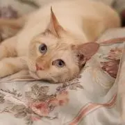 ようこ