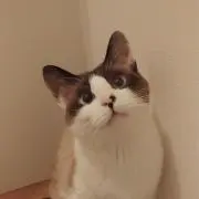 にゃろの画像